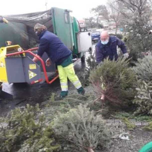 SAPINS DE NOËL
